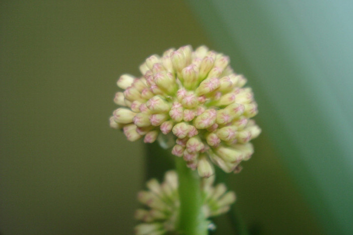 DSC08327 - YUCCA ZAPACITA