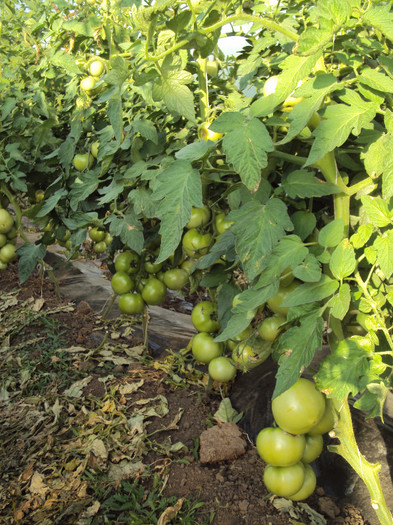 DSC02747 - solarii ulmu 2011