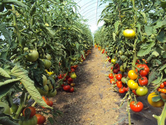 DSC02778 - solarii ulmu 2011