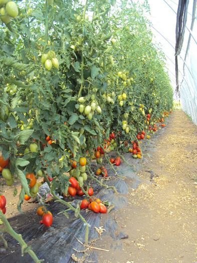 DSC02780 - solarii ulmu 2011