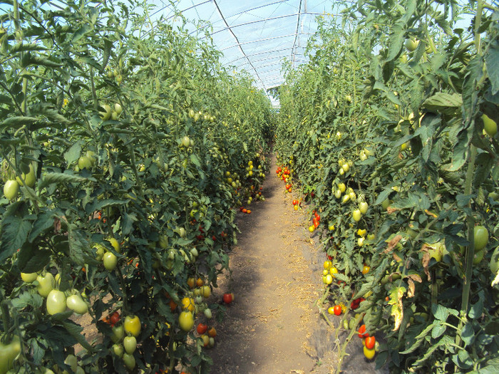 colibri - solarii ulmu 2011