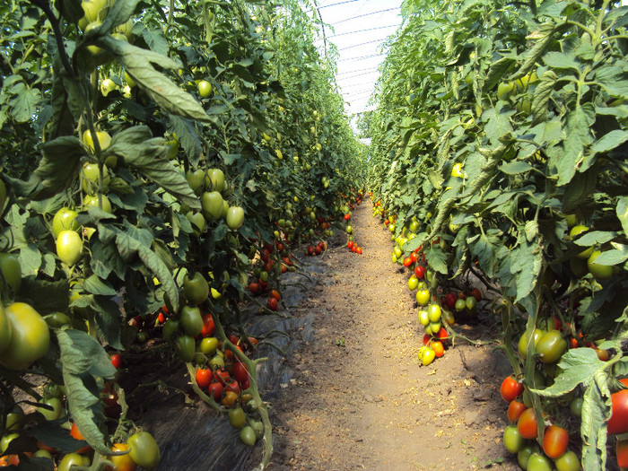 colibri - solarii ulmu 2011