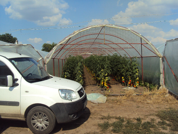 DSC02785 - solarii ulmu 2011