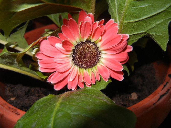 Red Gerbera (2011, November 22) - Gerbera Red