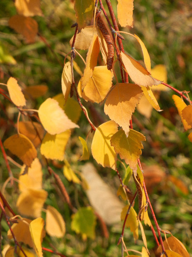 Betula pendula Youngii (2011, Nov.15)