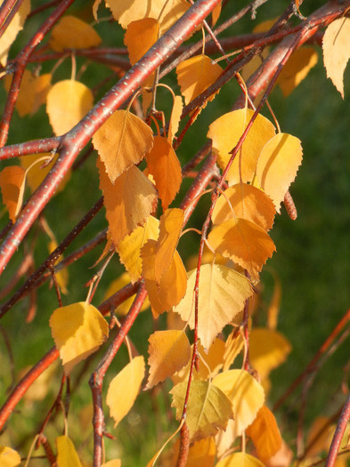 Betula pendula Youngii (2011, Nov.15)