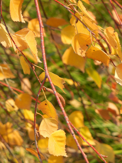 Betula pendula Youngii (2011, Nov.15)