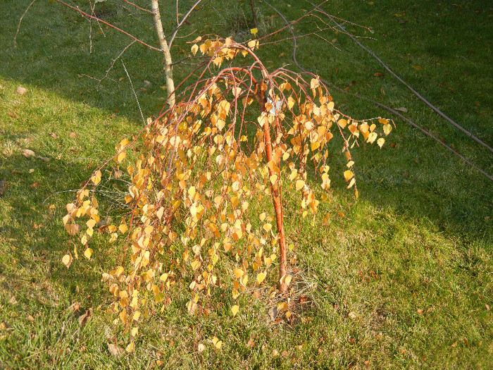 2011, November 15 - 11 Garden in November