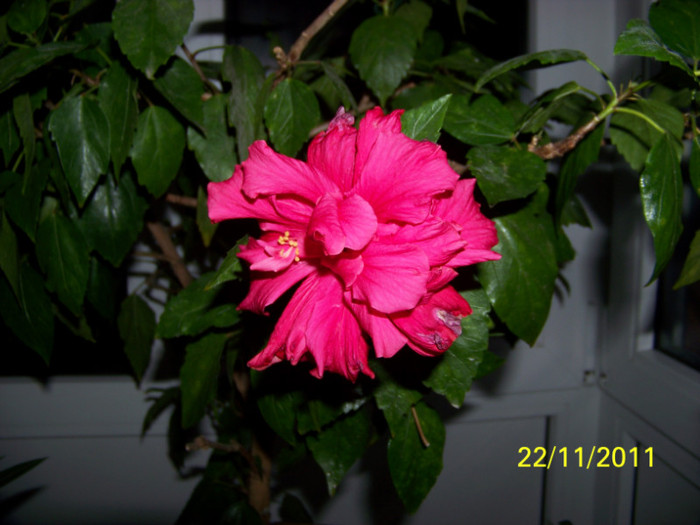 203_3115 - a Flori 2011