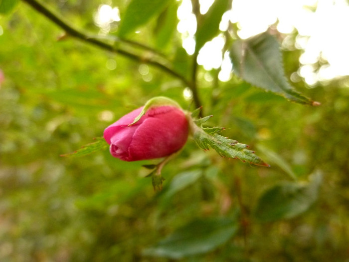 2 - Rouletti rose