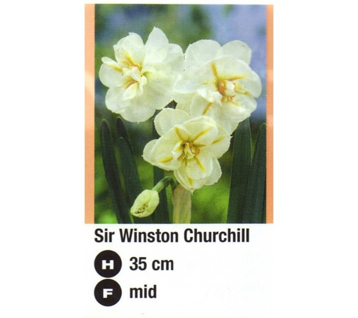 Sir Winston Churchill - aa__achizitii 2011
