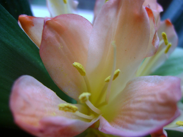  - CLIVIA