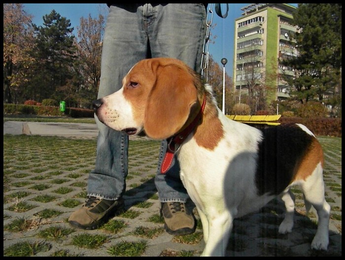 Picture 252 - dresaj caini