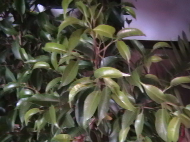 ficus - oxigenul din case 2011