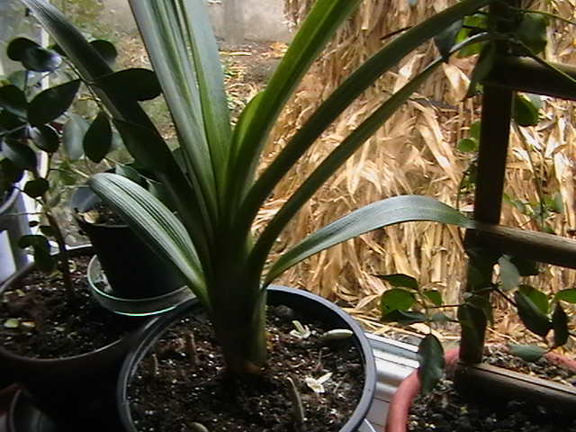 tot cea variegata - oxigenul din case 2011