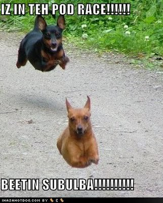 funny_dog_images 2 - FUNNY