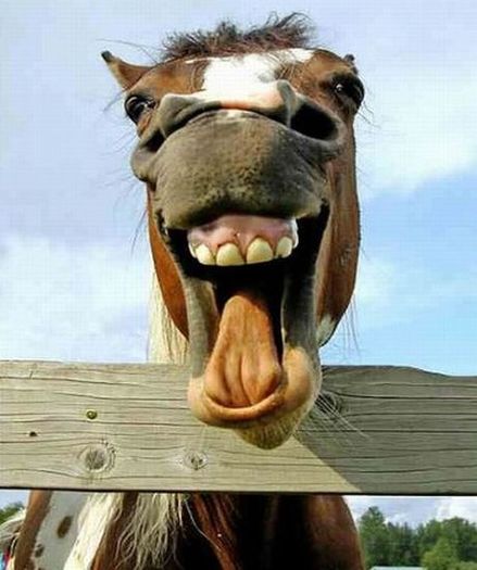 Funny-Horse-Smile - FUNNY