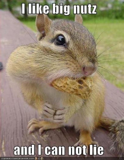 funny-pictures-of-squirrels-3