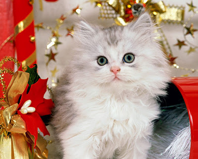 340 - imagini de Craciun