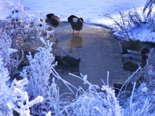 parc-natural-comana-poza-12-18117x500