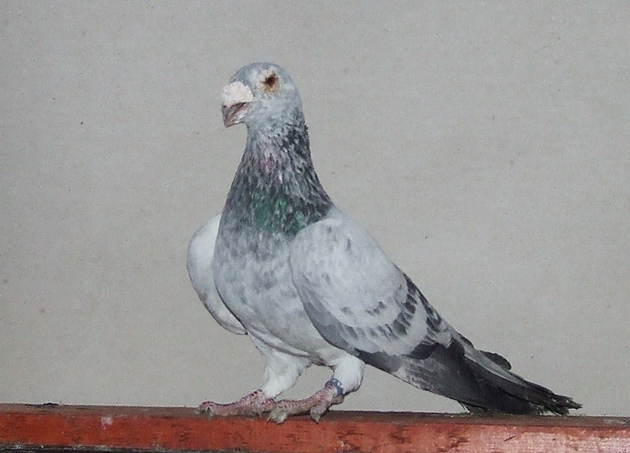 vsv31