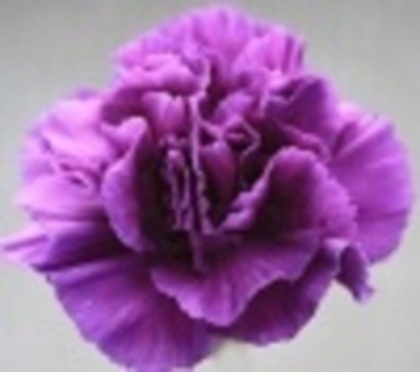 44440136_BNKGYBVHT - poze mov