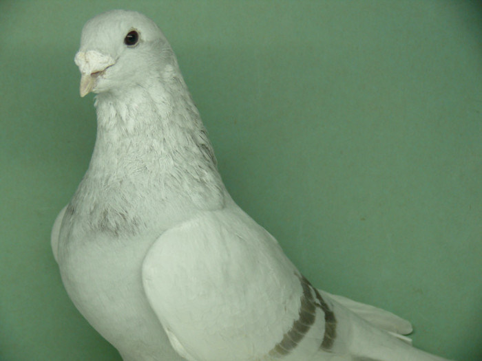 Mascul 2011 - Noiembrie 2011