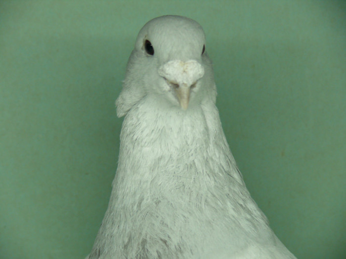 Mascul 2011 - Noiembrie 2011