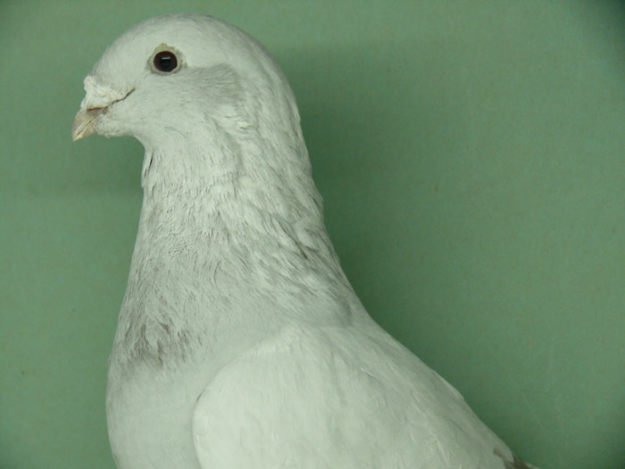 Mascul 2011 - Noiembrie 2011