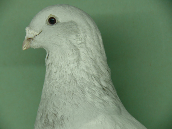 Mascul 2011 - Noiembrie 2011