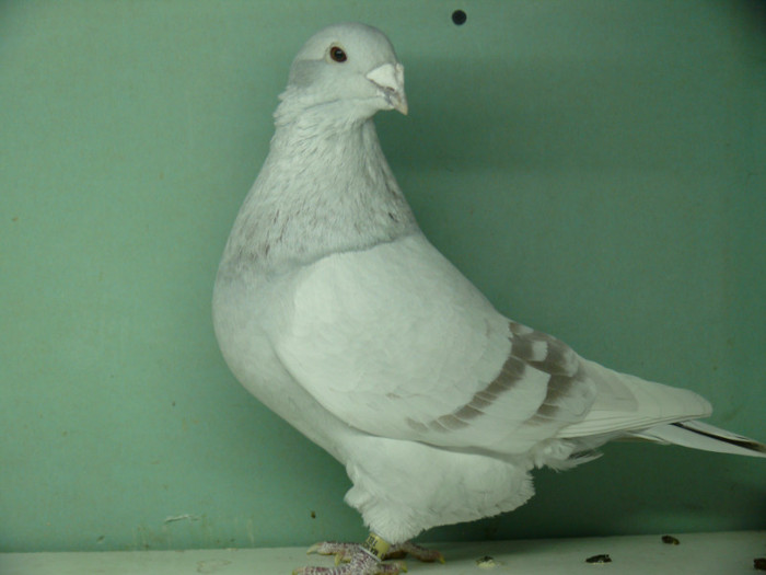 Femela 2008 - Noiembrie 2011