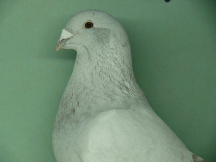 Femela 2008 - Noiembrie 2011