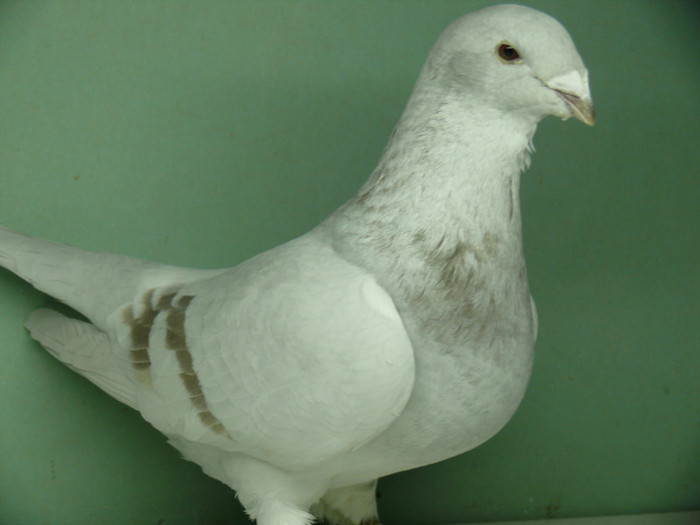 Femela 2008 - Noiembrie 2011