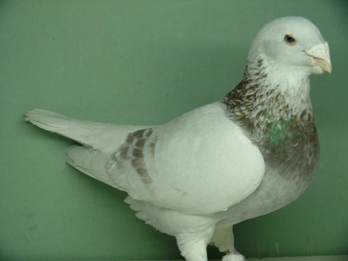 Mascul 2009 - Noiembrie 2011