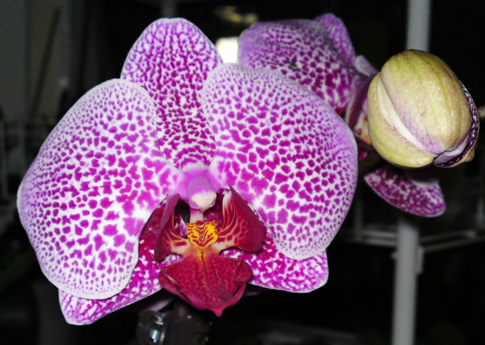 Phalaenopsis Da-chien Spider Beauty? - Orhidee phalaenopsis