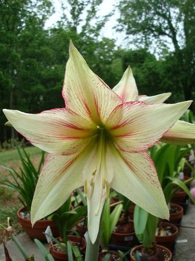 INDISPONIBIL Magic green  Dim. 34-36. Pret 30 lei - a De vanzare Hippeastrum Amaryllis