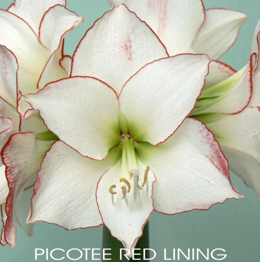 INDISPONIBIL Picotee red Dimens 34-36. Pret 30 lei - a De vanzare Hippeastrum Amaryllis