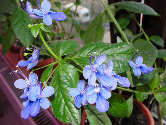  - C-clerodendron ugandeze