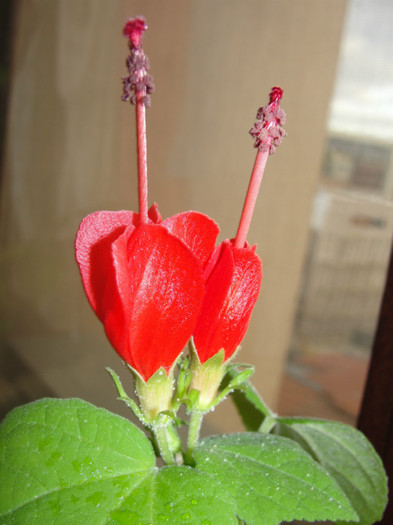  - C-hibiscus malvaviscus mollis