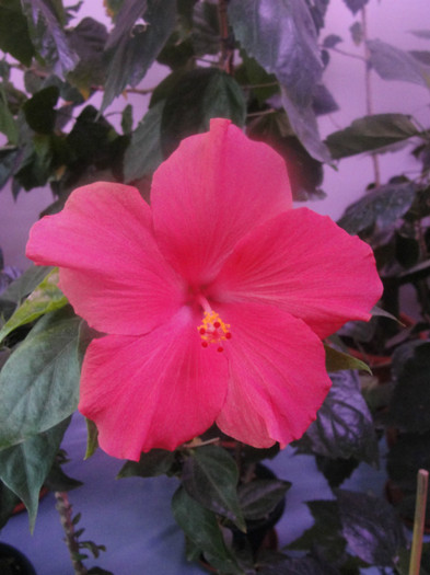  - C-hibiscus 2011- 2