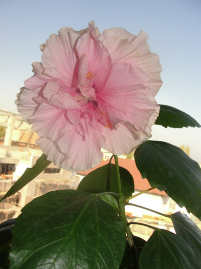  - C-hibiscus 2011- 2