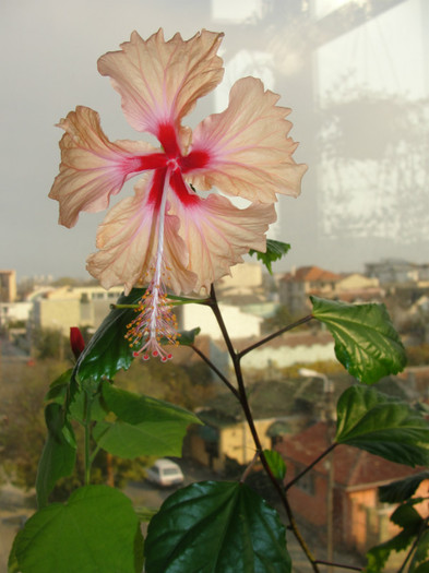 hibi antilles saumon