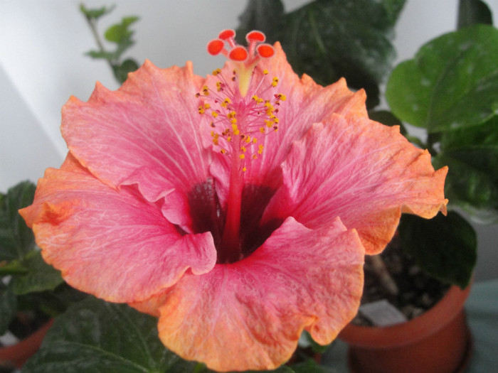  - C-HIBISCUS DE LA GOMMER-2011