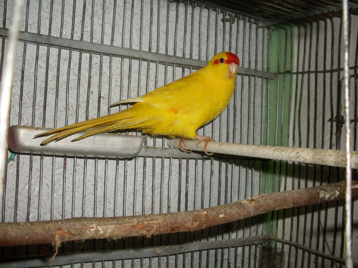 SDC11809 - Papagalul Capra