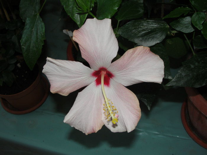 hibi roz pal cu mot acelasi