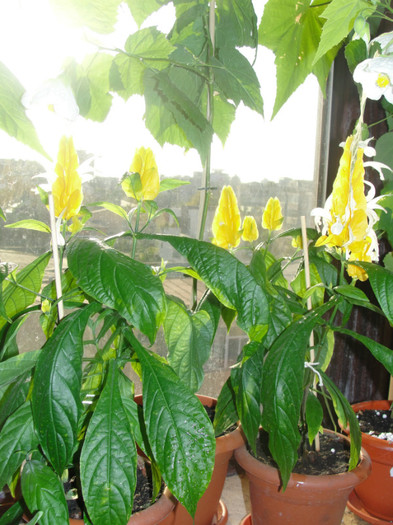  - C-pachystachys lutea- candle plant