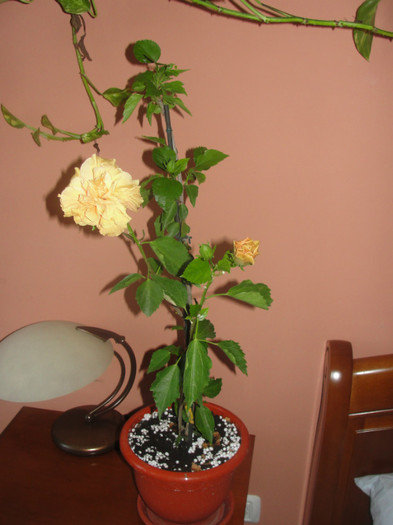 hibi roz pal batut  a inflorit crem batut