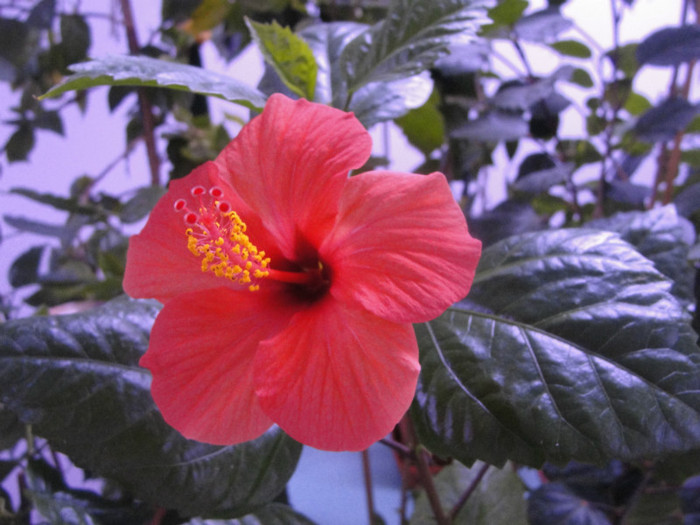 hibi intre siclam si rosu