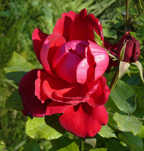 P1460608 - TRANDAFIRI