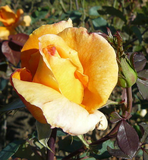 P1460577 - TRANDAFIRI